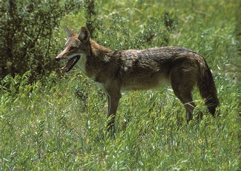 Coyote Canis Latrans