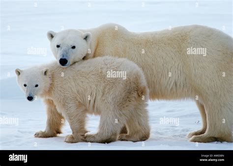 Los osos polares Ursus maritimus la madre y la cría de animales la