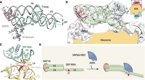 Srp Rna Remodeling By Srp68 Explains Its Role In Protein Translocation