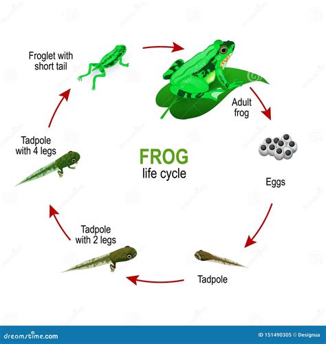 Collection 28+ Wallpapers life cycle of a frog coloring page Updated