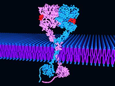 Study suggests EGFR inhibition reverses alterations induced by hypoxia ... 