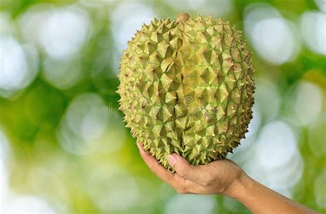 Close Up Asian Women Hand Holding Durian Fruit Ripe Durian Tasty