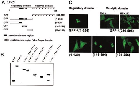 Expression And Subcellular Localization Of Gfp Fusion Proteins