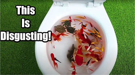 This Channel Makes Fish Tanks Out Of Toilet Bowls Youtube