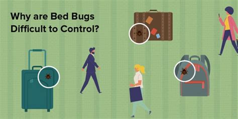 Bed Bugs Control | Why are there bed bugs in your home