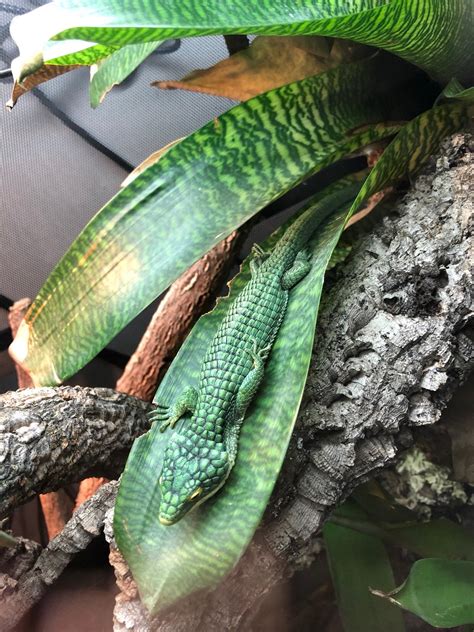 SE England Male Abronia Graminea Blue Eye Reptile Forums