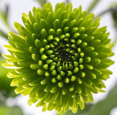 17+ Beautiful Green Flowers for Your Garden - Natgeos