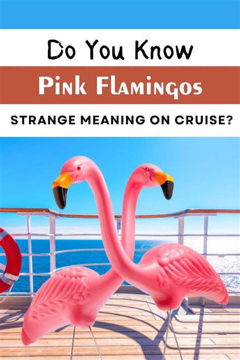 Pink Flamingos Strange Meaning On Cruise Do You Know About It In