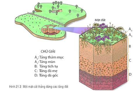 Bài 21 Lớp đất trên Trái Đất Hoc24