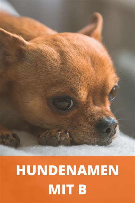 Hundenamen Mit B Weiblich Und M Nnlich Mit Bedeutung Hundenamen