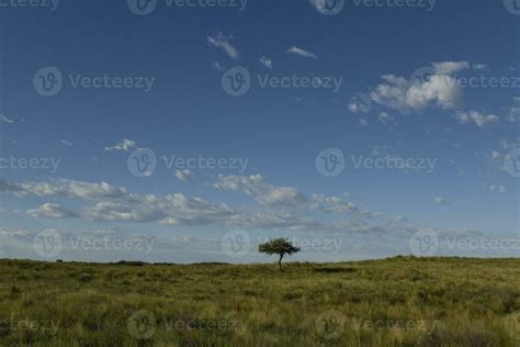 Pampas grass landscape, La Pampa province, Patagonia, Argentina ...