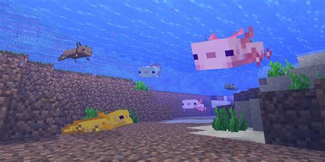 How To Get The Rare Blue Axolotl In Minecraft