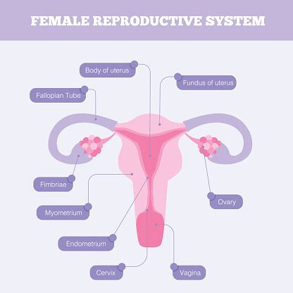 sistem reproduksi wanita infografis vektor datar ilustrasi stok
