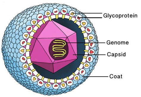 79 Virus Structures Biology Libretexts