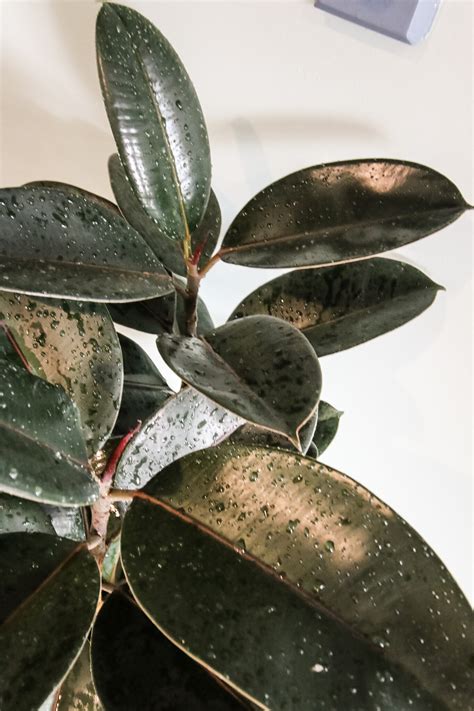 Ficus burgundy rubber plant care guide - keep your plants alive