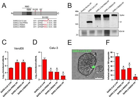 Figures And Data In SARS CoV 2 Entry Into Human Airway Organoids Is