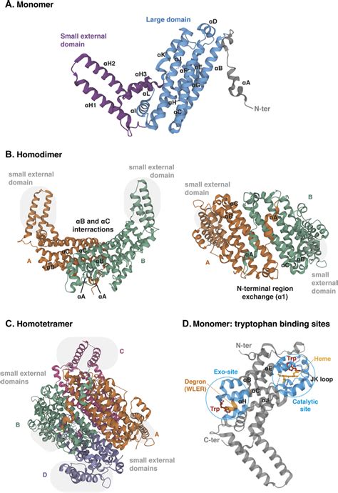 Crystal structure of human TDO (apo protein). (A) Monomeric ...