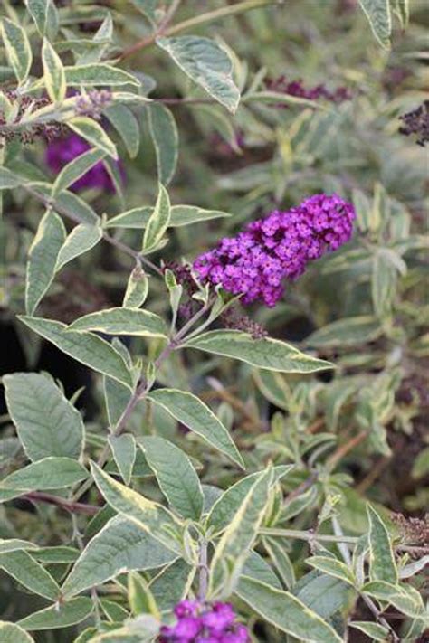 Buddleja davidii 'Buzz Series' - Devil Mountain Wholesale Nursery