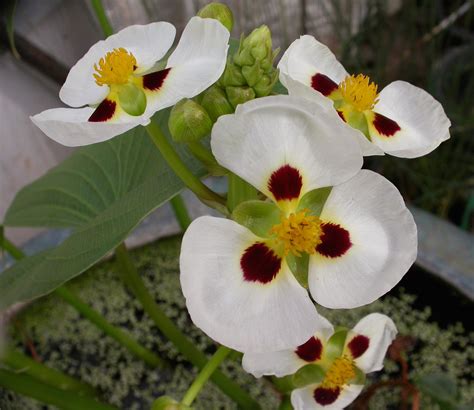 Sagittaria | Aquarium and Pond Plants of the World E3