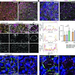 Dynamics Of Cadherin Expression During The Formation Of Primordial