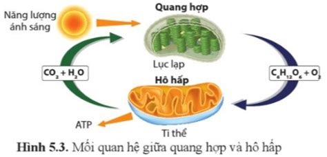 Giải SGK Sinh học 11 (Cánh diều) Bài 5: Hô hấp ở thực vật