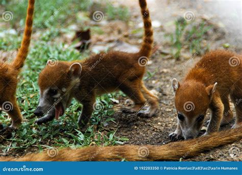 A Group of Baby White-nosed Coatis Nasua Narica Foraging Just Outside