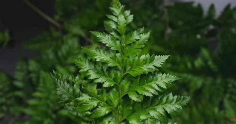 Leatherleaf Fern Plant Care: How To Grow Rumohra Adiantiformis