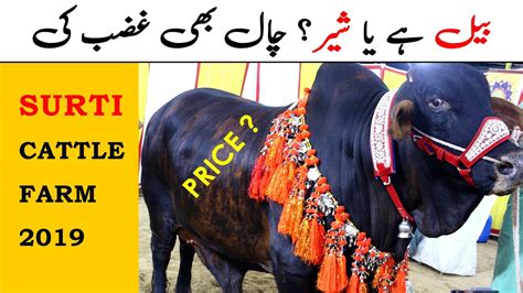 Surti Cattle Farm Sohrab Goth Cow Mandi Karachi Youtube