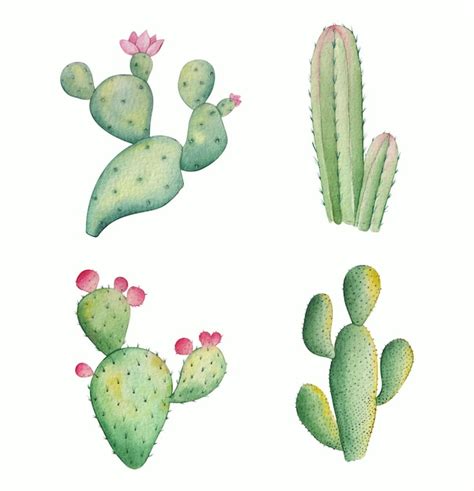 Colecci N Cactus Acuarela Dibujada A Mano Vector Gratis