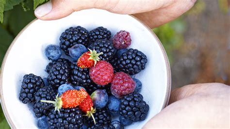 10 Best Berries to Plant in Winter - Sunset Magazine - Sunset Magazine