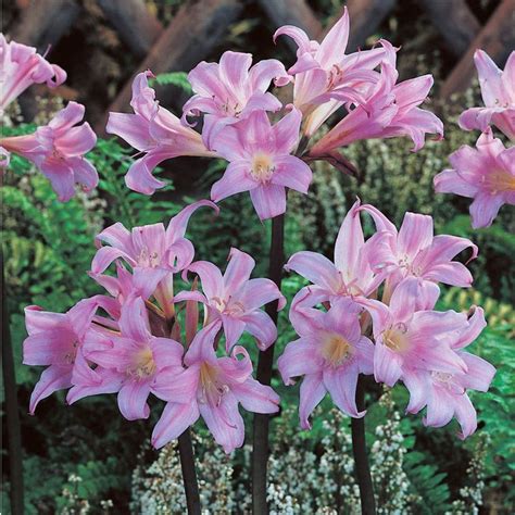 Naked Lady Lilies Bulbs Amaryllis Belladonna High Country Gardens Bulb Flowers Spring