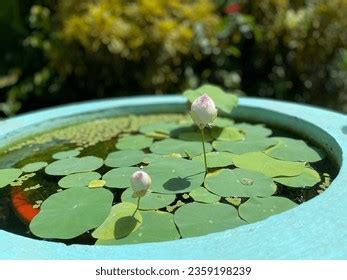 Kerala Lotus Ponds Photos, Images and Pictures