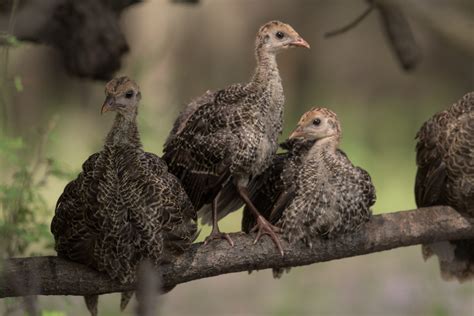 Nest and Brood Site Selection of Eastern Wild Turkeys - Wild Turkey Lab