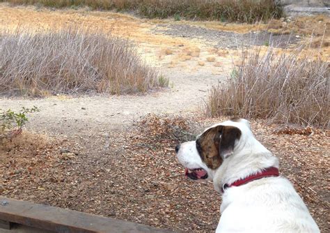 Why Does My Dog Show Me Her Belly? Decoding Your Pup's Posing Puzzles