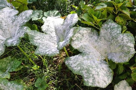 Erysiphe Corylacearum Quando Arriva Il Cugino Cattivo Di Un Fungo