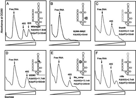 Sucrose Density Gradient Analysis Of Translation Complexes Bound By