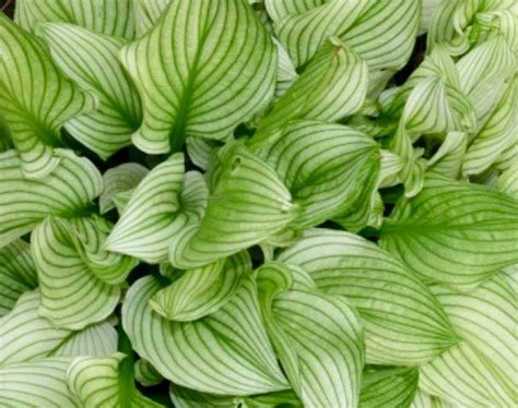 Zebra Stripes Hosta – Hostas-Store