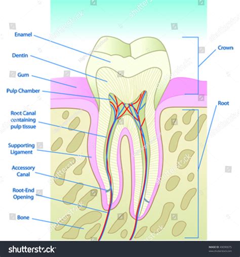 Vector Illustrated Tooth Diagram Cross Section With Labels 49090075