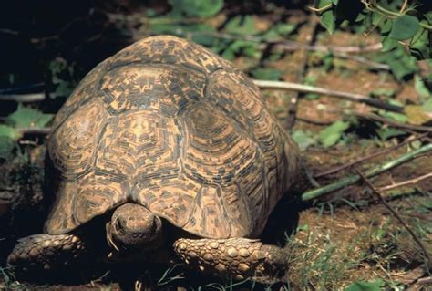 Free picture: gopher, tortoise, burrow, habitat, gopherus, polyphemus