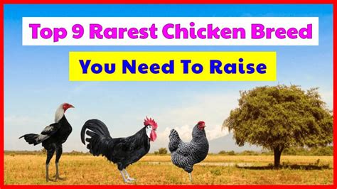 10 List Of Fancy Chicken Breeds Which Suitable For Your Backyard - HOBI TERNAK