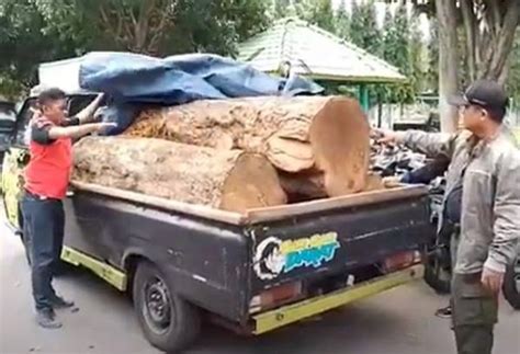 Dramatis Kejar Kejaran Polisi Hutan Dengan Pencuri Kayu Di Tol Caruban