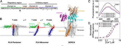 Figure From Allosteric Regulation Of Serca By Phosphorylation