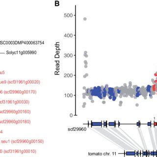 Evolutionary Dynamics Of Copy Number Of The Gene SEUSS In J Sinuosa