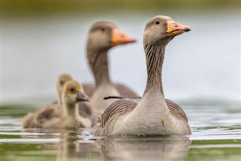 Animal Ducklings Stock Photos, Pictures & Royalty-Free Images - iStock