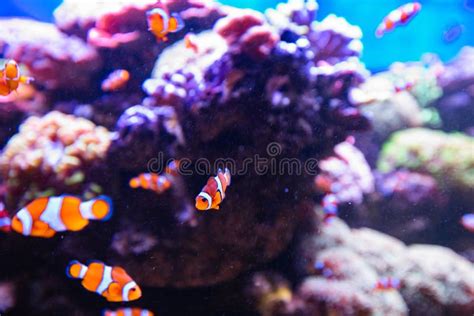 Clownfish or Anemonefish in Aquarium Stock Image - Image of recreation, coral: 263123295