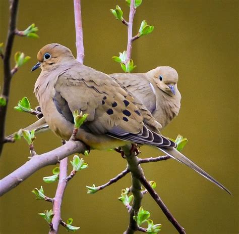 Love Birds By Leeann Olson On Capture Minnesota Love Birds Mourning