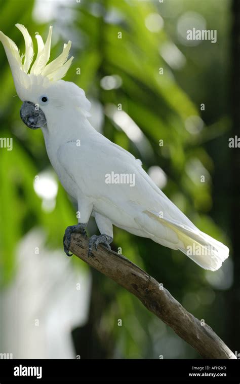 Greater Sulphur Crested Cockatoo Australia Cacatua Galerita Stock