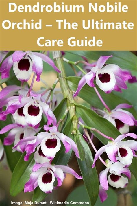 Dendrobium Nobile Orchid The Ultimate Care Guide In 2021 Dendrobium