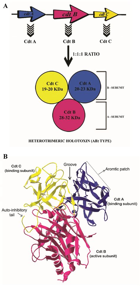 The General Structure Of Cdt Heterotrimeric Toxin Figure A Is The