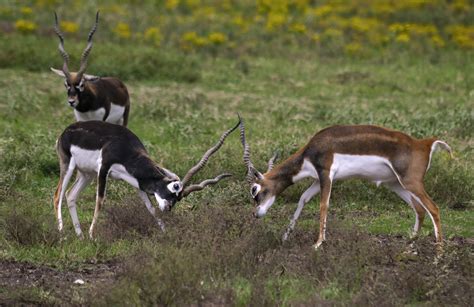 Blackbuck Antelope Hunts | Stone Creek Ranch